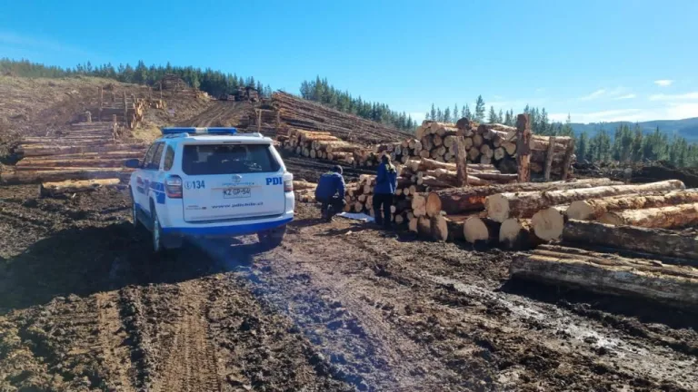 Investigan asalto armado a trabajadores de CMPC en predio forestal de Collipulli