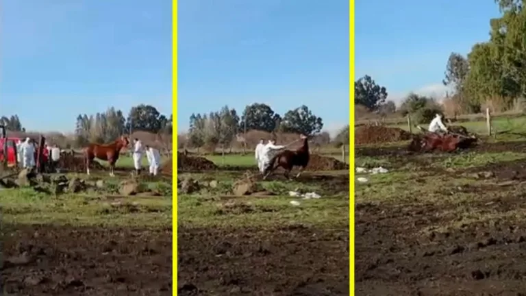 Diputado Jorge Rathgeb exige protocolos claros al SAG tras sacrificio de caballo en La Araucanía