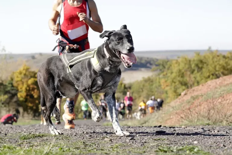 “Patas y Zapatillas”: corrida familiar para el bienestar animal
