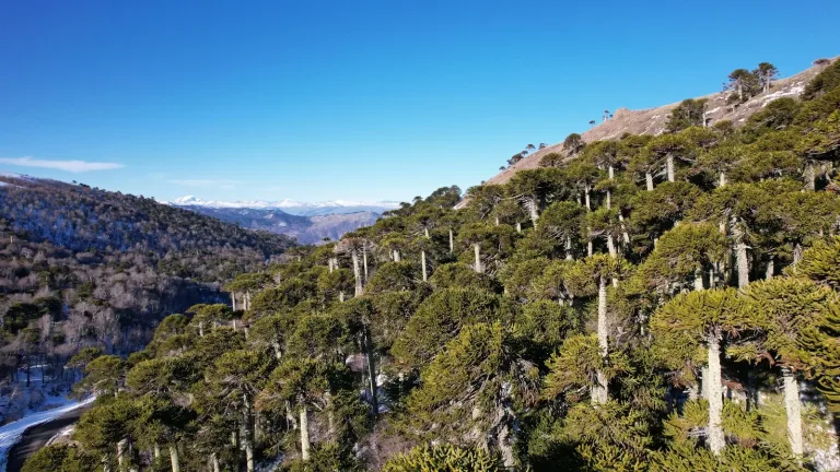 Más de 500 expertos llegarán a La Araucanía para la Conferencia Mundial de Geoparques UNESCO
