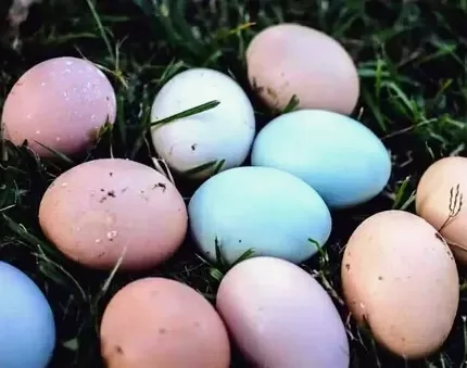 Senadora Carmen Gloria Aravena valora ingreso de indicaciones del Ejecutivo a proyecto que establece sello oficial para huevos de gallinas libres