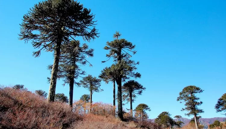 CONAF valora el desistimiento de proyectos viales que afectaban a araucarias en La Araucanía