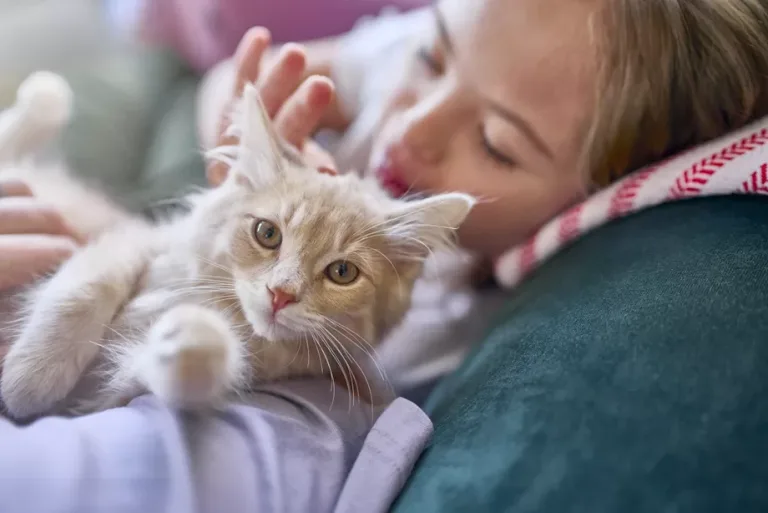 Esterilizar y adoptar, el desafío en este Mes de los Gatos