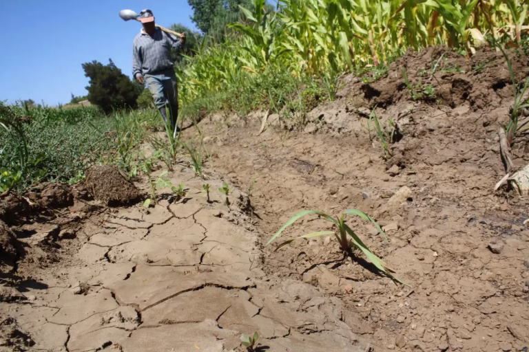 Agricultores en pie de alerta: denuncian norma tributaria que “quita el pan de la boca” al Chile rural