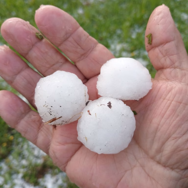 Granizada deja pérdidas del 40% al 60% en producción de pequeños agricultores en Loncoche