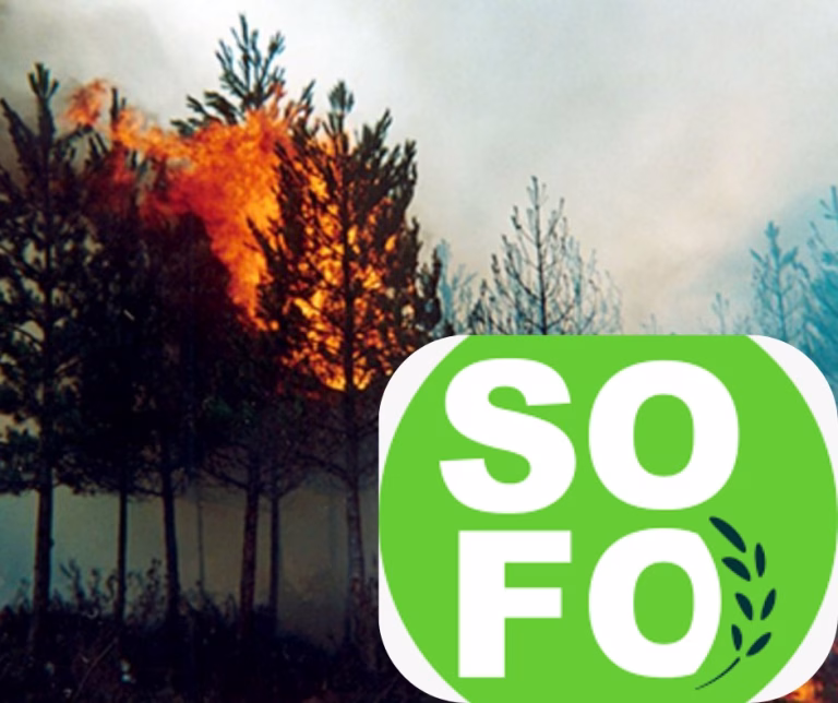 SOFO acusa intencionalidad en incendios de La Araucanía y cuestiona postura de las autoridades