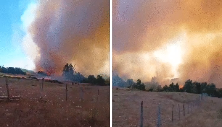 Senapred declara Alerta Roja para Temuco por incendio forestal cercano a zonas habitadas