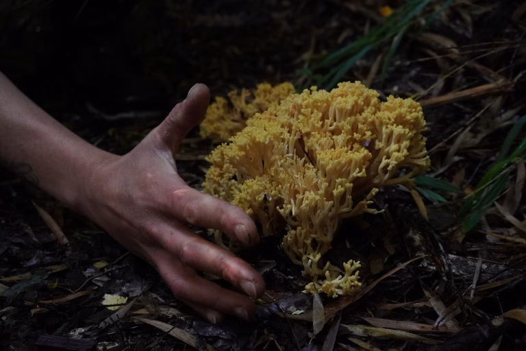 Últimos días de inscripción para el Diplomado “Iniciación al Mundo Fungi 2026”