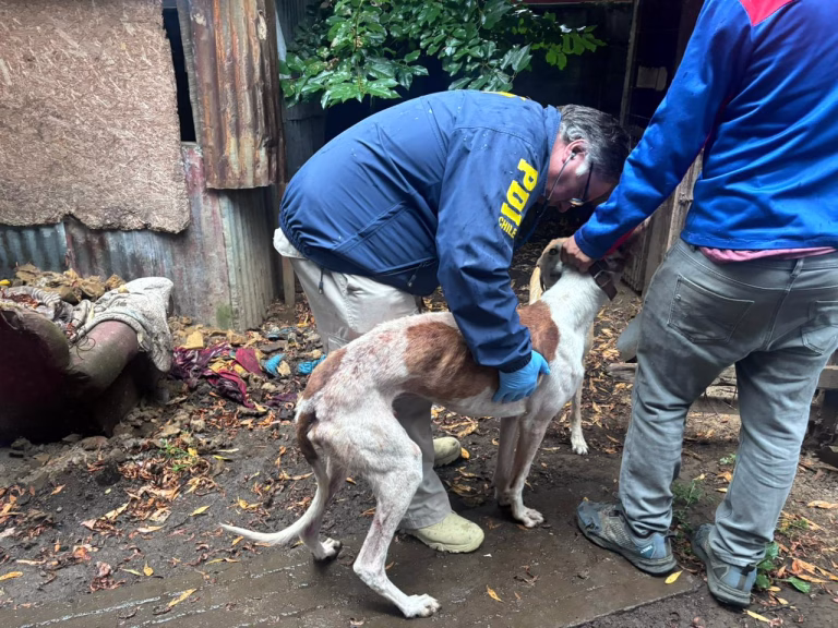 PDI detuvo a imputado por maltrato animal en Gorbea tras hallar dos galgos en condiciones críticas