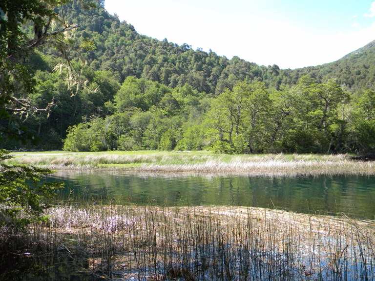 Humedales protegidos de La Araucanía: reservas estratégicas de agua y biodiversidad frente a la crisis climática