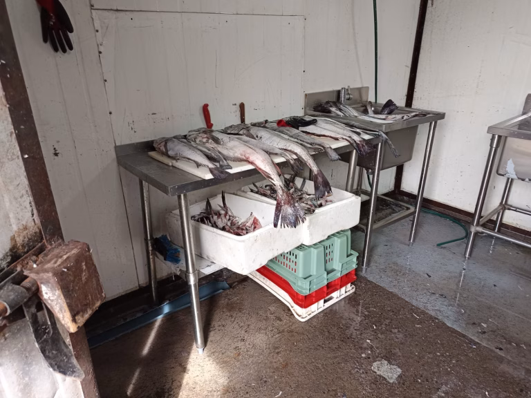 Golpe a planta ilegal en Temuco: incautan 2,8 toneladas de productos del mar vinculados a robo con violencia