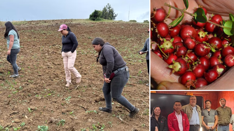 FIA impulsa en Tirúa la producción comercial de murtilla y la “perla roja”