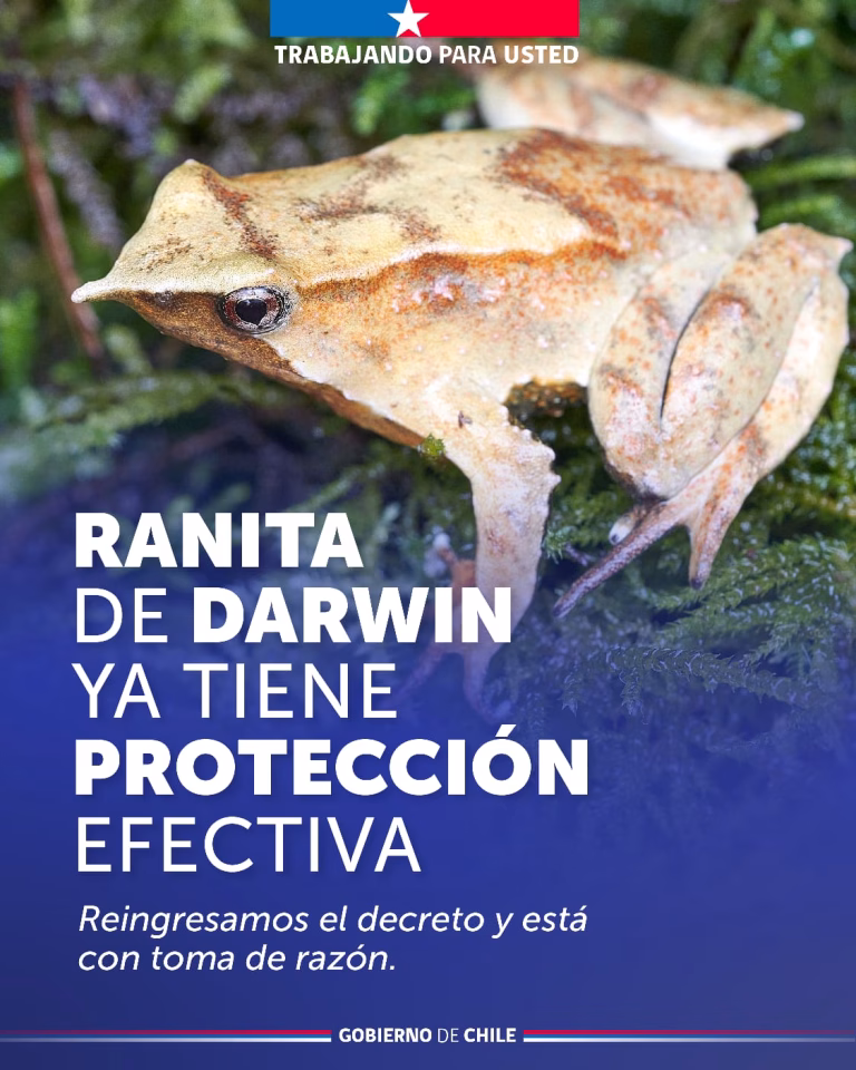 Ranita de Darwin ya tiene protección efectiva: Medio Ambiente reingresó el decreto y está con toma de razón