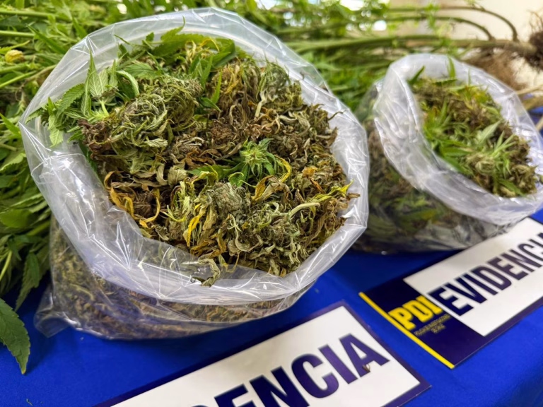 PDI incauta cannabis avaluada en $3 millones en Hualpín y detiene a un hombre