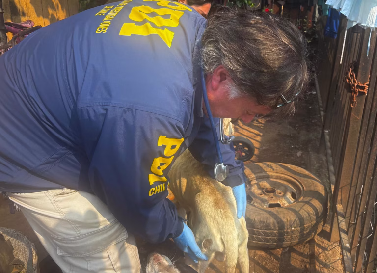 En Vilcún: PDI detiene a mujer por abandono y maltrato animal tras denuncia investigativa