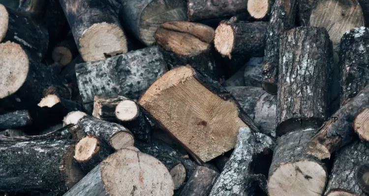 Gremio de la madera advierte alza de precios por impacto del combustible en el sector forestal