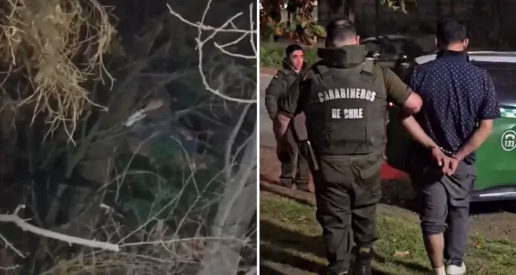 Hombre es detenido tras ocultarse en un árbol de 20 metros en Collipulli: un estornudo lo delató