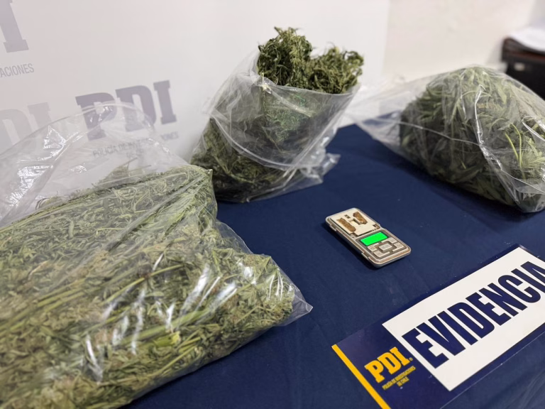 En Traiguén: PDI incauta cannabis avaluada en $10 millones y detiene a sujeto por infracción a Ley de Drogas