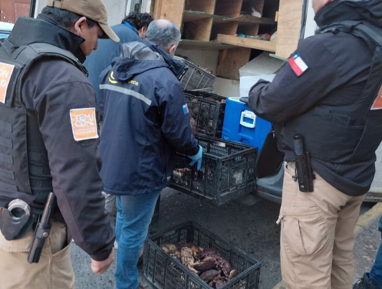 Fiscalización municipal en Temuco decomisa más de 74 kilos de especies marinas protegidas