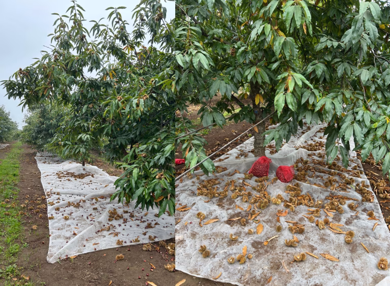 Perquenco impulsa el cultivo del futuro: realizan primer taller de cosecha de castaño para mejorar sanidad y productividad en La Araucanía