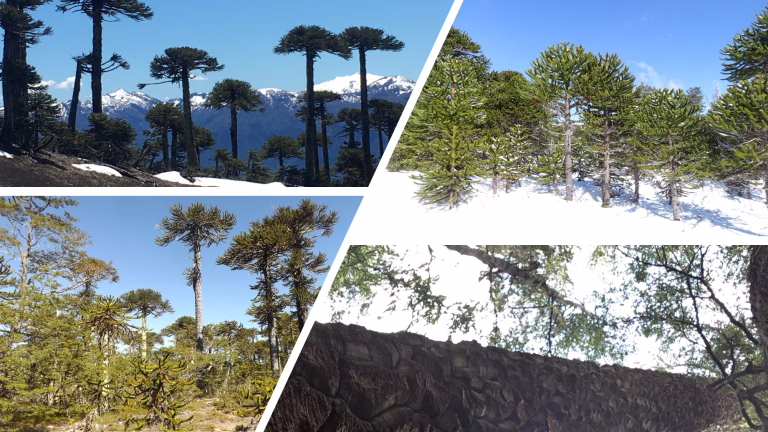 CONAF descarta pérdida masiva de araucarias y precisa impacto real de incendios forestales en La Araucanía