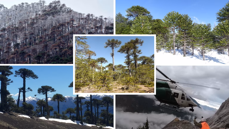 Emergencias simultáneas movilizan a equipos de rescate y combate de incendios en Melipeuco y Parque Nacional Conguillío