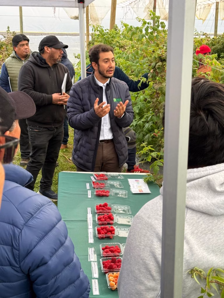 Día de campo reunió a cerca de 100 participantes para conocer avances en producción de frambuesa bajo techo en La Araucanía