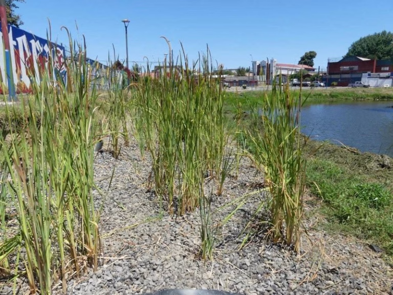Los humedales construidos emergen como alternativa para enfrentar la crisis climática y restaurar ecosistemas